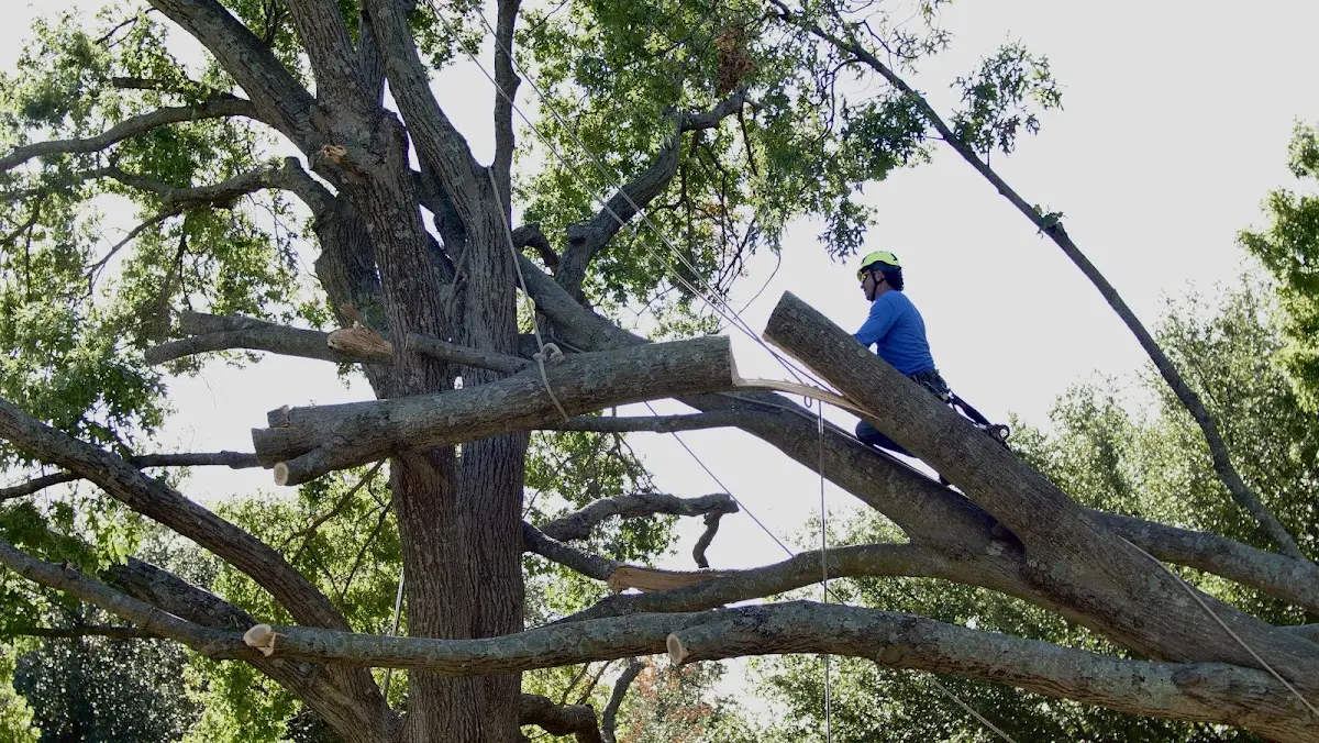 Professional Hazardous Tree Removal performed by certified arborists in Gibbon